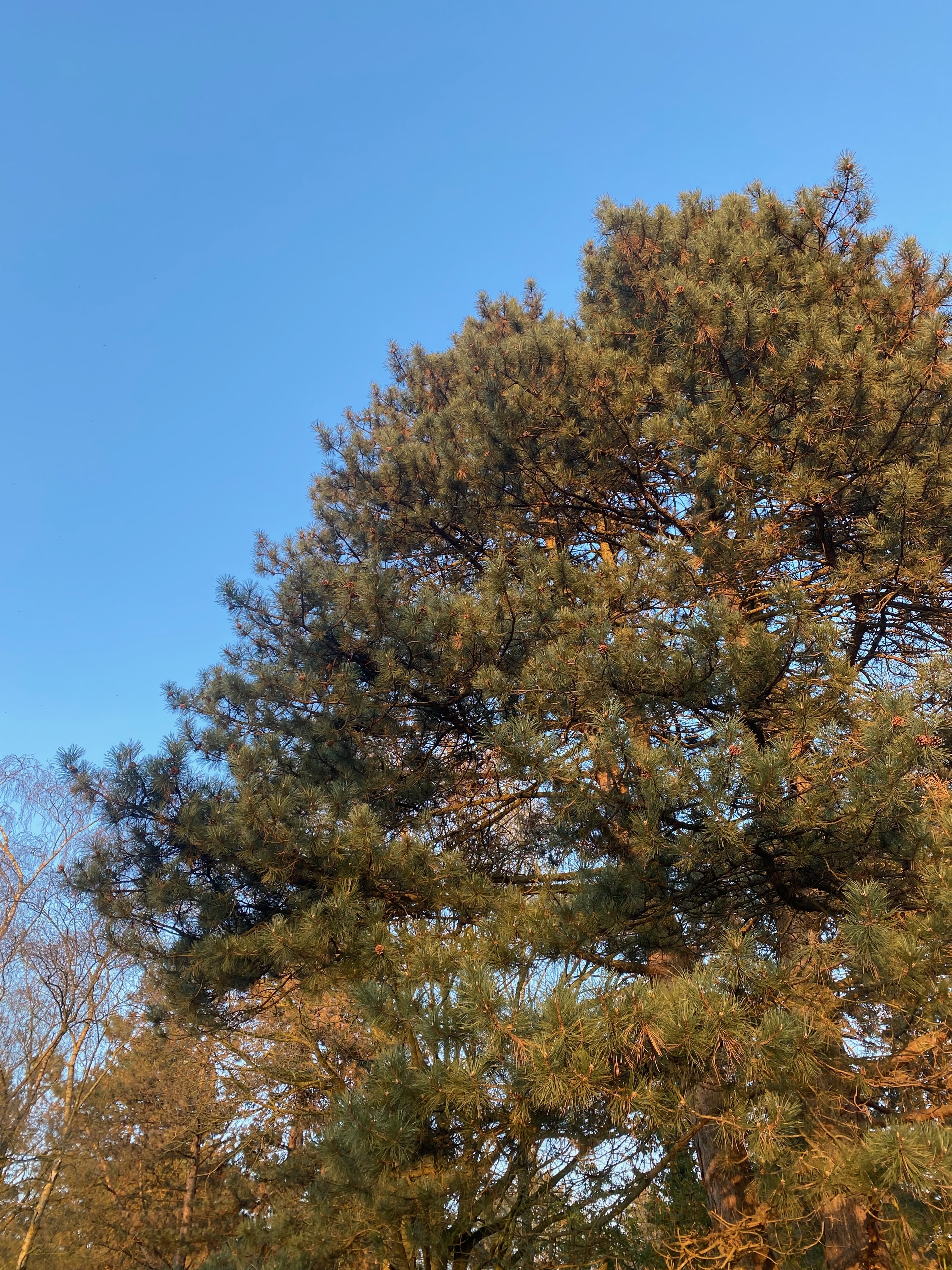 Tree image